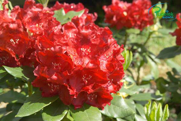 Rhododendron Cherry Kiss